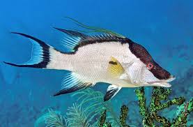 Image result for Lachnolaimus maximus