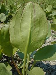 Attēlu rezultāti vaicājumam “Alisma plantago-aquatica leaf”