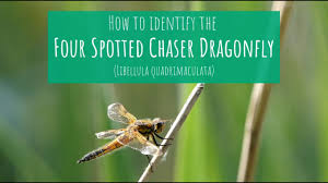 Attēlu rezultāti vaicājumam “Libellula quadrimaculata larva”