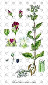 Attēlu rezultāti vaicājumam “Scrophularia umbrosa flower”