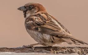Attēlu rezultāti vaicājumam “Passer domesticus male”