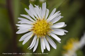 Attēlu rezultāti vaicājumam “Symphyotrichum x salignum”