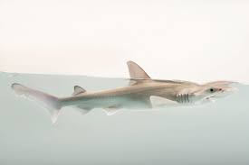 Image result for Sphyrna tiburo