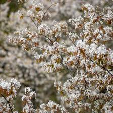 Attēlu rezultāti vaicājumam “Amelanchier canadensis”