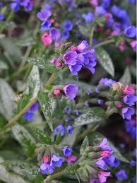 Image result for Pulmonaria Silverado