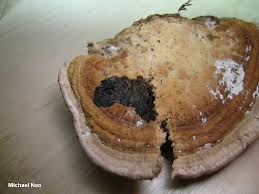 Attēlu rezultāti vaicājumam “Daedalea quercina”