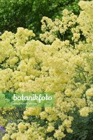 Attēlu rezultāti vaicājumam “Thalictrum flavum flower”