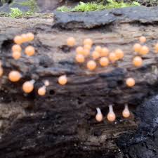 Attēlu rezultāti vaicājumam “Trichia crateriformis”