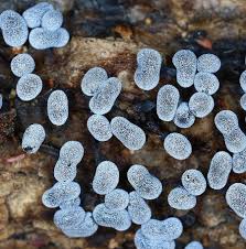 Attēlu rezultāti vaicājumam “Badhamia lilacina plasmodium”