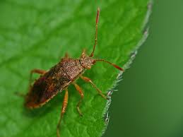 Attēlu rezultāti vaicājumam “Rhopalus maculatus”