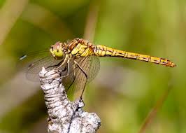 Attēlu rezultāti vaicājumam “Sympetrum”