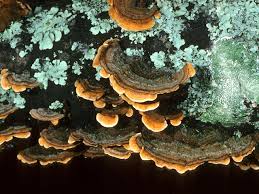 Attēlu rezultāti vaicājumam “Stereum fasciatum”