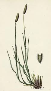 Attēlu rezultāti vaicājumam “Phleum pratense”