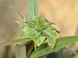 Attēlu rezultāti vaicājumam “Rhabdophaga rosaria”