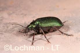 Attēlu rezultāti vaicājumam “Carabidae”