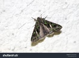 Attēlu rezultāti vaicājumam “Trachea atriplicis”