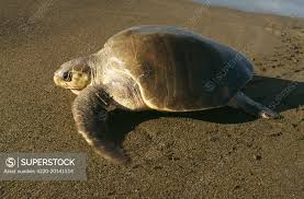 Image result for Lepidochelys olivacea