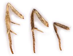 Attēlu rezultāti vaicājumam “Pseudeustrotia candidula”