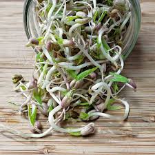 Image result for bean sprout