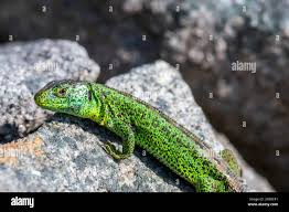 Attēlu rezultāti vaicājumam “Lacerta agilis male”