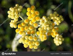 Attēlu rezultāti vaicājumam “Helichrysum arenarium”