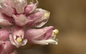 Attēlu rezultāti vaicājumam “Lathraea squamaria flower”
