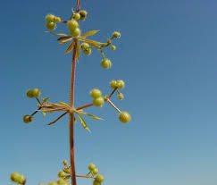 Attēlu rezultāti vaicājumam “Cribraria violacea stalked”