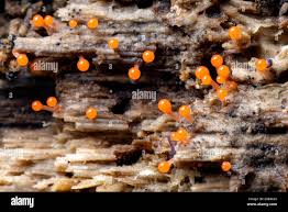 Attēlu rezultāti vaicājumam “Hemitrichia sp.”