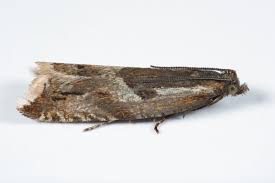 Attēlu rezultāti vaicājumam “Ancylis myrtillana”