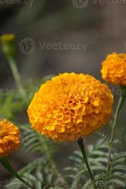 Attēlu rezultāti vaicājumam “Tagetes”