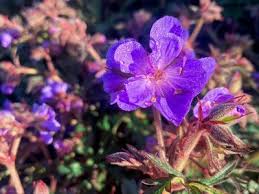 Attēlu rezultāti vaicājumam “Geranium pratense”