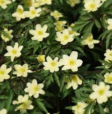 Image result for Buschwindröschen