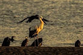Attēlu rezultāti vaicājumam “Ciconiiformes”