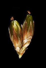 Attēlu rezultāti vaicājumam “Luzula multiflora”