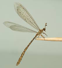 Attēlu rezultāti vaicājumam “Myrmeleontidae imago”