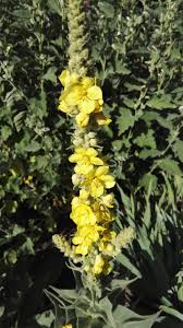 Attēlu rezultāti vaicājumam “Verbascum densiflorum bud”