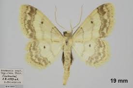 Attēlu rezultāti vaicājumam “Idaea biselata”