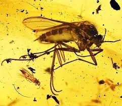 Attēlu rezultāti vaicājumam “Sciaridae”