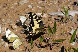 Attēlu rezultāti vaicājumam “Papilio machaon upperside”