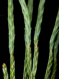 Attēlu rezultāti vaicājumam “Diphasiastrum tristachyum”