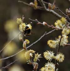 Attēlu rezultāti vaicājumam “Salix aurita bud”