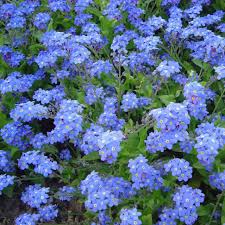 Attēlu rezultāti vaicājumam “Myosotis”
