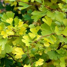 Attēlu rezultāti vaicājumam “Ginkgo biloba female flower”