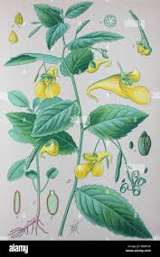 Attēlu rezultāti vaicājumam “Impatiens noli-tangere”