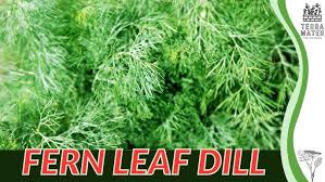 Attēlu rezultāti vaicājumam “Anethum graveolens leaf”