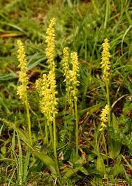 Attēlu rezultāti vaicājumam “Herminium monorchis flower”