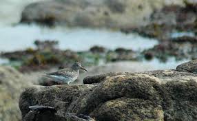 Attēlu rezultāti vaicājumam “Calidris maritima”