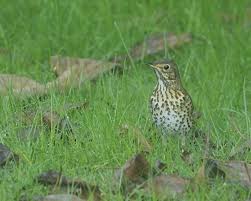Attēlu rezultāti vaicājumam “Turdus philomelos adult”