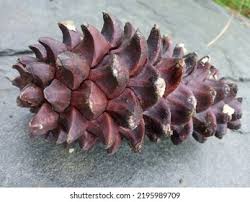 Attēlu rezultāti vaicājumam “Pinus ponderosa fruit”