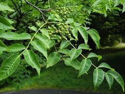 Attēlu rezultāti vaicājumam “Phellodendron amurense flower”